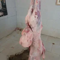 یک لاشه گوشت میش بالای 20کیلوی