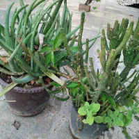 فروش گل های طبیعی