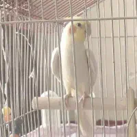 عروس هلندی سخنگو با قفس بزرگ ۲ میل بی تخفیف