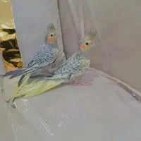 ۲ تا عروس هلندی گل باغی