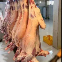 گوشت بره لاشه کامل فریدن