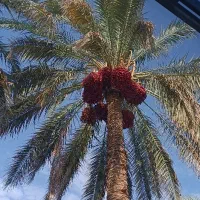 نخل طالقانی ۱۸