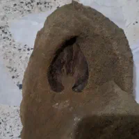 فروش فسیل از عمق ۲۰ میری زمین