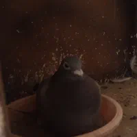 کبوتر سبز بی خت