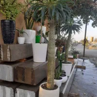 فروش تعدادی گل و گیاه
