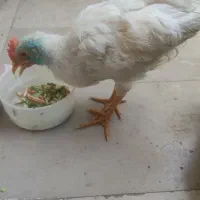 جوجه خروس