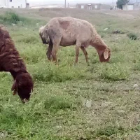 گوسفند