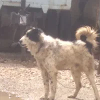 فروش سگ