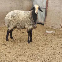خ گوسفند
