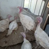 بیوتی ۶ میانگین وزن ۴ کیلو