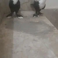 جوجه کلاغ سیاه