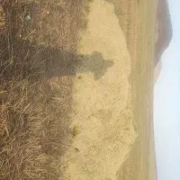 فروش کاه گندم(سامان)