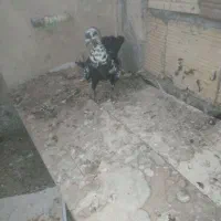 پلاکی