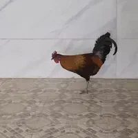 خروس اصیل جنگلی دو عدد و تخم نطفه دار