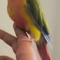 جوجه گرینچیک آناناسی دبل رد سرلاکی