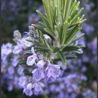 رزماری زیر قیمت عمده