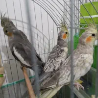 عروس هلندی نر و ماده