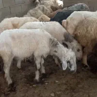 میش بره دار