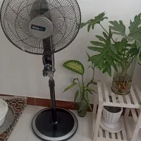 پنکه