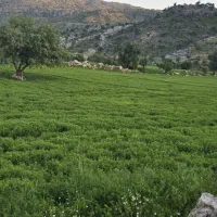 زمین ۲۶۸متری علی اباد سند تک برگ طرح و امکاناتدار