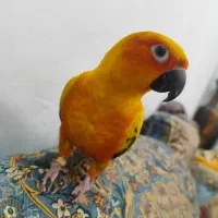 طوطی خورشیدی حلقه پا