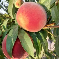 باغ۹۸۰متر نزدیک شبستروقطعات متنوع