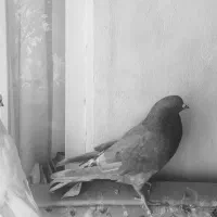 کبوتر|پرنده|قم, دورشهر|دیوار