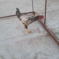 خروس‌‌جوان‌۱ساله