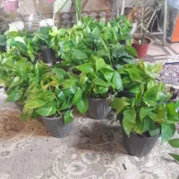 فروش گل سانسوریا وشفلرا