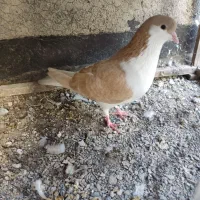 کفتر فروش