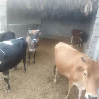 دور چاق چاق بکش ببر