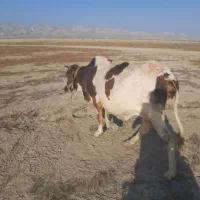 گاو دورگ ۳ماه سوزن زدم به شرت ابسن