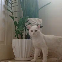گربه گم شده یابنده مژدگانی توپ