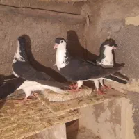 .کفتر.سرخ زرد.چپ.ساده افشون