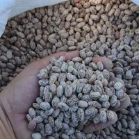 لوبیا چیتی درجه یک