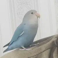 در محدوده بلوار بهشتی ۲۵۰دستگاه گم شده