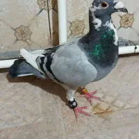 پرینت دار مسافتی