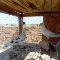 دوتا ماده با آب گرفتم نشون دار