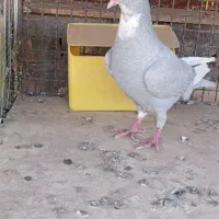 کبوتر|پرنده|نگار, |دیوار