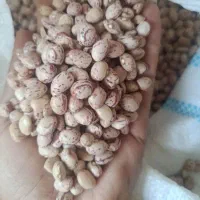 لوبیا چیتی درجه یک زیر قیمت بازار فقط گنی 30کیلویی