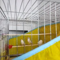 فنچ