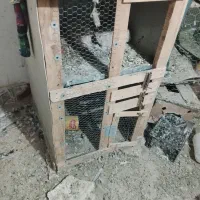 جفتگاه|لوازم جانبی حیوانات|زابل, |دیوار