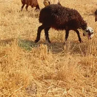 بره ماده