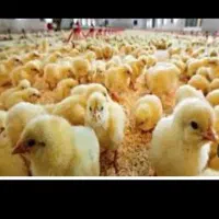 جوجه گوشتی راس 308باکیفیت