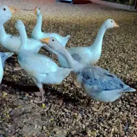 غاز