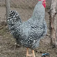 فروش تخم مرغ آمروک آمریکایی