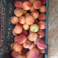 هلوی خوشمزه وشیرین ابدار