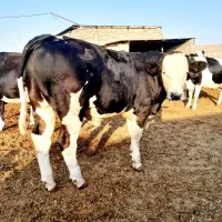 5تا جوانه سیمتال درجه یک بزری