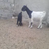 سلام یک بز زاییده باکهر ماده بزوگ قیمت ۲۵