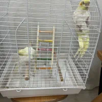 عروس هلندی جفت با لوازم